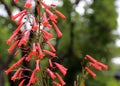 Fuchsia Phygelius capensis Royalty Free Stock Photo