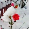 Fuchsia Dwarf Rose Flowering under Snow