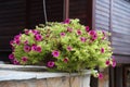 Fuchsia pink petunia in a pot outdoors Royalty Free Stock Photo