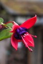 Fuchsia pink and purple bloom against blurred background