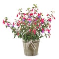Fuchsia plant in vase