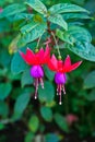 Fuchsia in Red-Purple