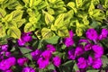 Yellow Green and Fuchsia Red Flower Bed Background