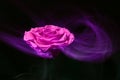 fuchsia rose on black background with color tracks