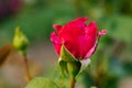 fuchsia rose Bud in the garden in summer