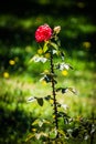 Thorny rose Royalty Free Stock Photo