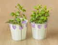 Fuchsia seedling plants in a flowerpot on a brown background