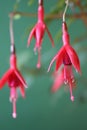 Fuchsia show 4