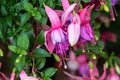 Fuchsia Show Off