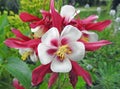 Fuchsia spring flower in full bloom stamens detail petals pretty gardens meadow flowers plants Royalty Free Stock Photo