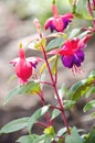 Fuchsia spring flowers in the garden Royalty Free Stock Photo