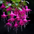 Fuchsia Symbolism Of Sociology A Dark And Lush Interview