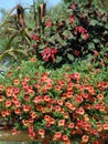 Planting a balcony flower pot with fuchsia and calibrachoa