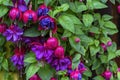 Fuchsia triphylla flowers