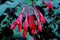 Fuchsia triphylla, colombia flower Royalty Free Stock Photo