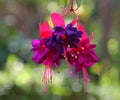 Fuchsia Triplets Royalty Free Stock Photo