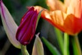 Fuchsia Tulip Bud