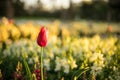 Fuchsia Tulip On An Early Sunrise Royalty Free Stock Photo