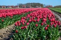 Fuchsia tulip fields