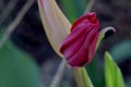Fuchsia Tulip Flower Bud
