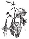 Fuchsia, vintage engraving