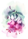 Fuchsia Watercolor Flowers Illustration Hand Painted