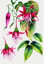 Fuchsia watercolor hand-drawn illustration. AI Generated Royalty Free Stock Photo