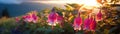 Fuchsias Field Blurred Sunrise Banner Background. Generative AI