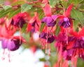 Fuchsias Pink and Purple Hanging Flowers