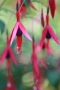 Fuchsias Royalty Free Stock Photo