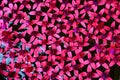 Fuchsias on water Royalty Free Stock Photo