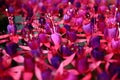 Fuchsias on water Royalty Free Stock Photo