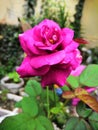 Fucia rose Royalty Free Stock Photo