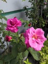 Fucia roses Royalty Free Stock Photo