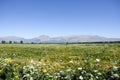 Fucino plain in Abruzzo full of flowers