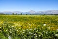 Fucino plain in Abruzzo full of flowers