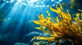 Fucoxanthin Benefits of Brown Seaweed in Deep Ocean Environment Royalty Free Stock Photo