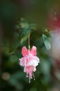 Fucshia Royalty Free Stock Photo