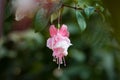 Fucshia Royalty Free Stock Photo