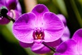 Fucshia color orchid flower Royalty Free Stock Photo