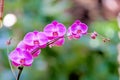 Fucshia color orchid flower Royalty Free Stock Photo
