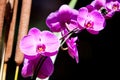 Fucshia color orchid flower Royalty Free Stock Photo