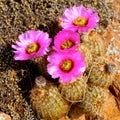 Fucsia blooming cactus Royalty Free Stock Photo