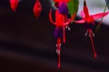 Fucsia flower and seeds hanging in the garden Royalty Free Stock Photo