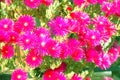 Fucsia sunbeams on sunshine background Royalty Free Stock Photo