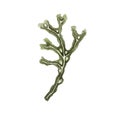 Fucus seaweed on a white background. Watercolor illustration. High quality