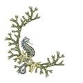 Fucus seaweed wreath. Seahorse. Watercolor illustration. High quality