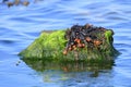 Fucus vesiculosus in the baltic sea