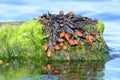 Fucus vesiculosus in the baltic sea