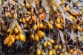 Fucus vesiculosus, bladder wrack or rockweed hanging from a wet rock. Also known as black tang, sea oak, black tany, dyers fucus